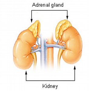 Adrenal Glands