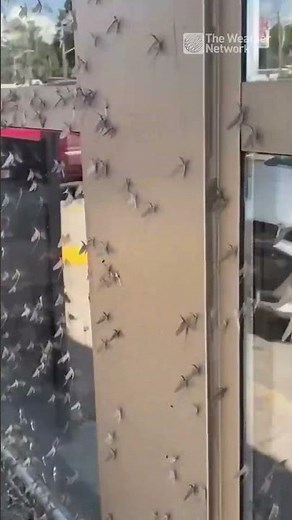 It's an annual tradition in North Bay, the invasion of the shad fly! | #shorts #bugs #Ontario