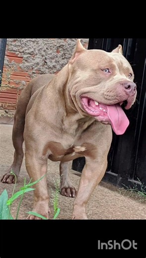 Duniya Ke Sabse Khtrnak Kutto Ki Nasale #pitbull #americanbully #whatsappstatus #pitbull #pitbull