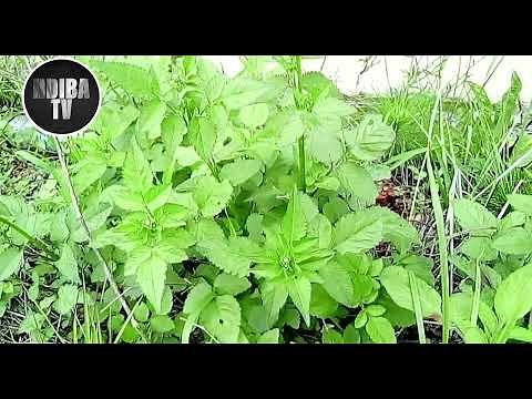 FAHAMU MMEA WA MSHONA NGUO FAIDA NA MATUMIZI YAKE KWA MARADHI NA DAWA ZA ASILI.