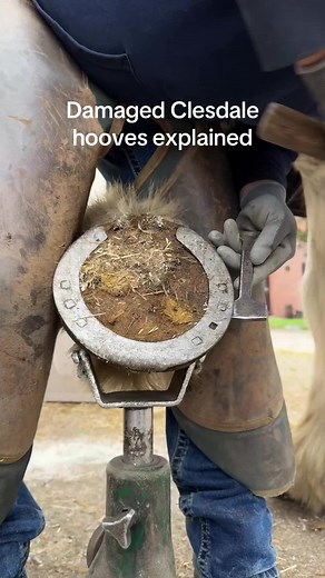 Damaged Clydesdale Hooves Explained by Farrier