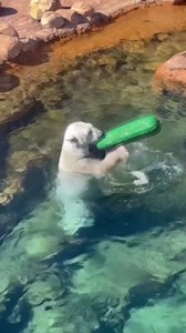 Polar bear plays with a pickle pool float at Memphis Zoo