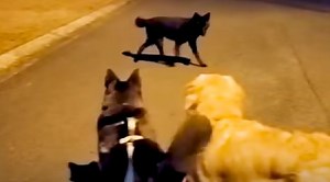 This Coyote Kept Trying To Play With The Neighborhood Dogs