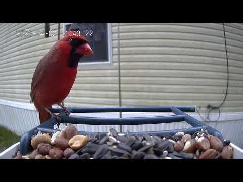 Cardinal of the day Thursday April 2nd 2026