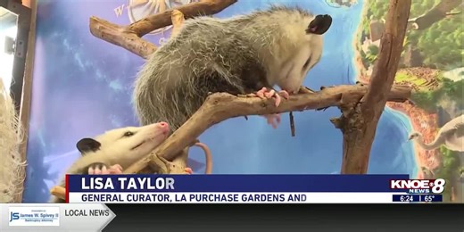 Zoo Buddy: Baby Opossums!