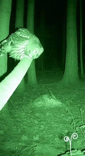 Glowing-Eyed Owl Perched in the Dark Woods | DeepForest ASMR #forest #naturesounds #birdvideo