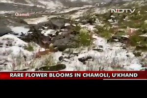 Watch Rare Brahma Kamal Flower Bloom In Uttarakhand's Snow-Clad Chamoli |