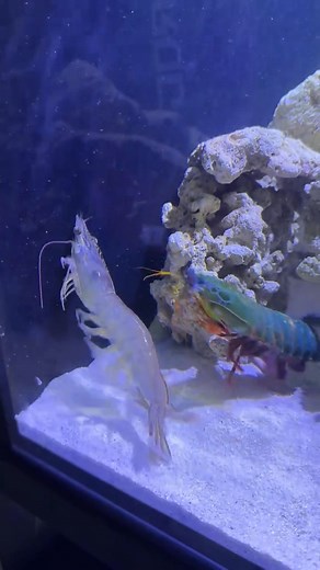 A mantis shrimp's punch can generate a force of around 1,500 Newtons, with the acceleration comparable to a .22 caliber bullet, making it one of the most powerful punches in the animal kingdom relative to its size; this force is significantly more than 2,500 times its body weight. #wildlifeearth | Urban Earth
