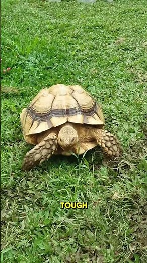 Tortoises: Living Legends of the Animal World 🌍🐢