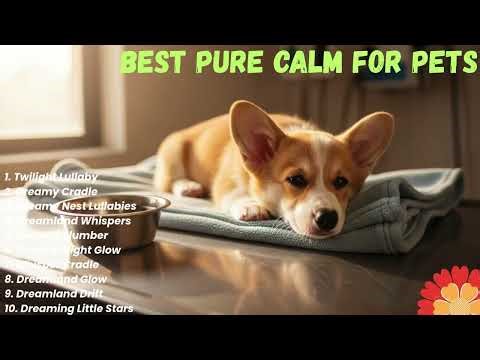 He Survived – Dog’s Journey to Healing