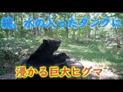 続、水が入ったタンクに浸かる巨大ヒグマ エゾシカ キタキツネ お風呂 Brown Bear Trail camera Hunting camera 北海道ヒグマチャンネル ヒグマ 羆 トレイルカメラ
