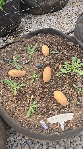 The Potato Trick! I heard that putting potatoes in beds where the rolly pollies are munching can help avert the damage. Who knew? It doesn't get rid of the pill bugs, but it certainly gives them something else to snack on. Crisis averted for now. #flowerfarm #smallbusiness #farmlife #nature #gardenpests #statice #pillbug #rollypolly #greenhousegardening | Knotty Oaks Farm