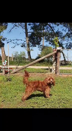 Molly and duchess, best of friends. Having a holiday at cute country cavoodles. | Cute Country Cavoodles