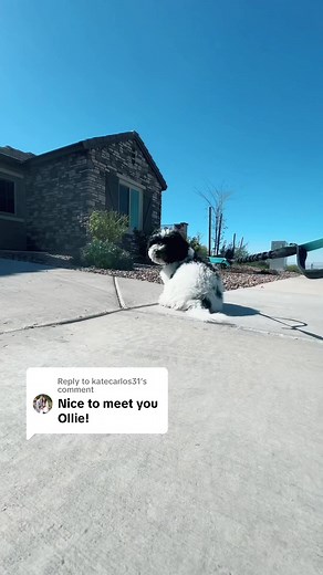 #thecarolejones #puppiesofinstagram #cavapoo #leashtraining #cutedogs | Carole Jones