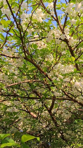 A blooming jasmine tree attracts bees