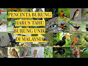BURUNG TERDAPAT DI MALAYSIA 201 (TYPE BIRDS FOUND IN MALAYSIA 201)