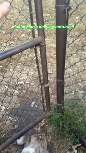 Macho Man, reporting for cuddle duty! 🥰 With my dashing Merle coat and linebacker build, I might look like I just walked off a movie set - but spoiler alert: I’m really just a big ol’ softie disguised as a tough guy ❤️Think muscle on the outside 💪🏼 , marshmallow on the inside 🧸 . My hobbies include full-body snuggles, dramatic flop-overs for belly rubs, and making humans melt with my puppy-dog eyes 😍 I’m also a professional snack enthusiast and recently started mingling with the dog crowd -