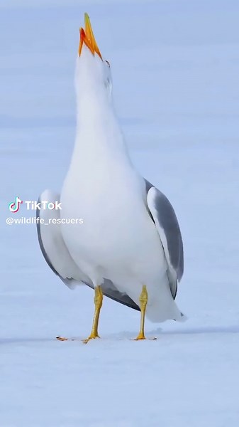 Seagulls don't actually laugh, but they have a unique vocalization that some people interpret as laughter. This sound, often described as a
