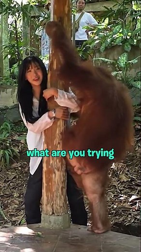 The Orangutan Chose ME To BE BULLIED...