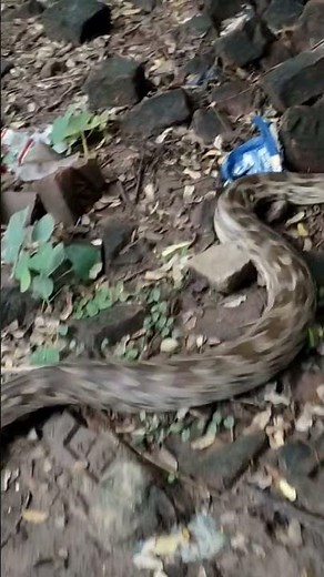 Indian python snake इंडियन पायथन खतरनाक टेक्निक 🐍🦅