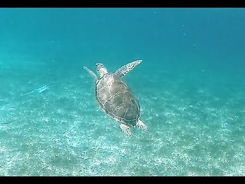 SEA TURTLE SNORKELING at Green Cay, Bahamas