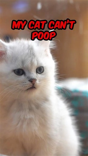 Help! My Cat Can’t Poop – Quick & Easy Solutions 🐱💩