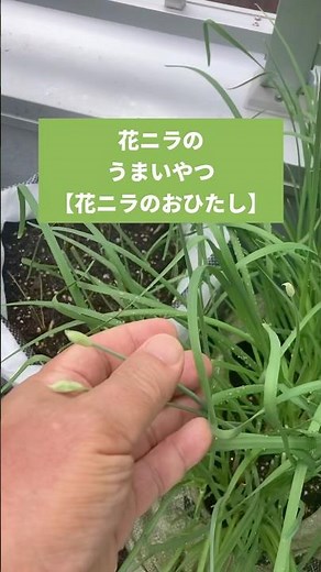 花ニラのうまいやつ【おひたし】