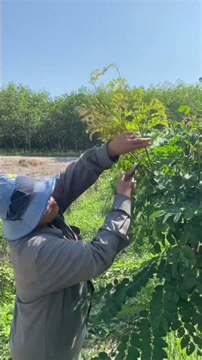 E-lam or Crab's Eye: An Edible Wild Vegetable #wildvegetables #homegarden #sustainableagriculture...