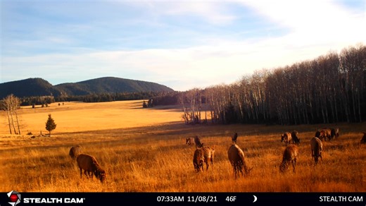 Harvest hues, wild views Trail Cam Tuesday presented by Stealth Cam #rmef #elk #stealthcamofficial #trailcamtuesday | Rocky Mountain Elk Foundation