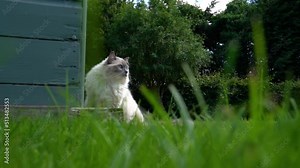 Beautiful fluffy white and grey ragdoll cat outside in garden setting.