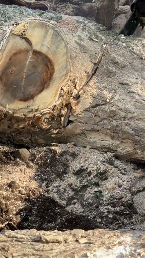The best technique for cutting roots that are heavily caked with soil.