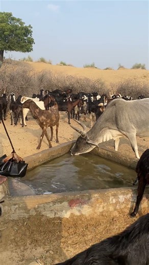مشهد جميل: بقرة تشرب الماء بطريقة طبيعية #shorts