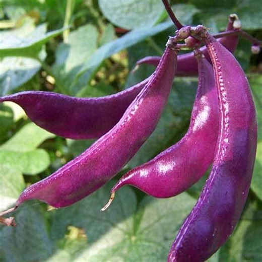 Hyacinth Bean Purple 30 Bean Seeds Lablab - Etsy