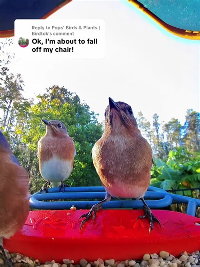 Replying to @Pops’ Birds & Plants | Birdtok How absolutely amazing! Three Eastern Bluebirds at once on the bird feeder camera! #birdtok #birdfeeder #birdwatching #bluebird #christmasgiftideas