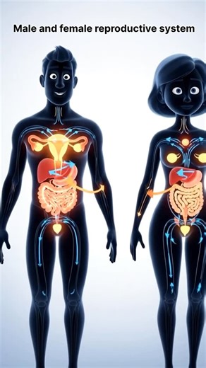 ScienceWellnessHealth on Instagram: "To draw the male and female reproductive systems, start by gathering materials like paper and a pencil or digital drawing tools. Male Reproductive System: • Draw two small circles inside the scrotum to represent the testes. • Add a coiled tube on top of each testis for the epididymis. • Connect the epididymis to the seminal vesicles with thin lines representing sperm ducts. • Include the penis, urethra, and prostate gland in your diagram. Female Reproductive 