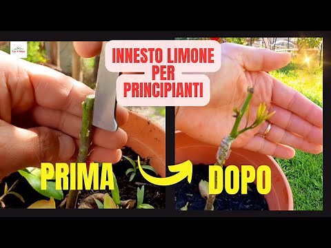 Come Innestare il LIMONE