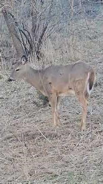 Expecting Mother: A Deer’s Quiet Moment in the Woods