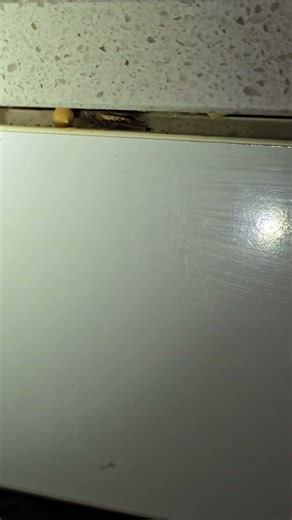 German Cockroach Gel Bait Treatment Results | Professional Pest Control Melbourne