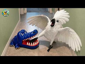 You Won’t Stop Laughing at These HILARIOUS Parrots! 😂 Funniest Parrot Moments 2026 🦜