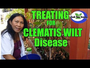 HOW TO TREAT CLEMATIS WILT DISEASE