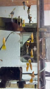 The Dumbo Guppy is a colorful freshwater fish known for its large, “elephant ear” pectoral fins. Originally bred from guppies native to South America, these fish thrive in well-maintained aquariums with stable water parameters (75–82°F, pH 6.8–7.8). They prefer a planted tank with gentle filtration and should be kept with peaceful tankmates. A balanced diet of high-quality flakes, pellets, and occasional live or frozen foods keeps them healthy. | Pet Zone Tropical Fish, San Diego, California