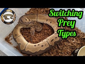 Feeding Ball Python's. Switching Prey Types!