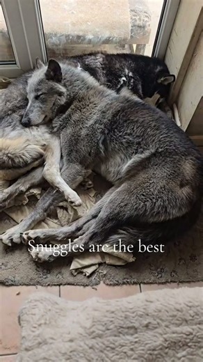 Cozy dogs prove snuggles really are the best