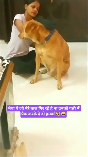 🤣😄Browny ka idea bhut accha hai😎😂#viral #funny #comedy #funnyanimal #labrador #cute #shortvideo
