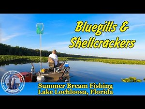 Summer Bream Fishing on Lake Lochloosa, Florida
