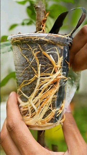 🍎Apple tree propagation by air layering using Aloe Vera - easy method #gardening