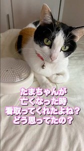 猫の気持ち♡同居の猫ちゃんが亡くなった時、どう思ってたの？