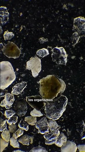 Beach sand is home to tiny organisms