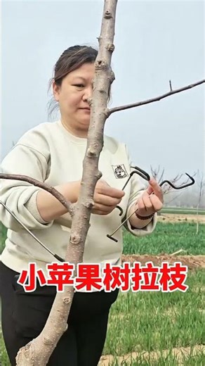 Fruit tree branch shaping machine #fruit tree branch shaping machine #fruit tree planting