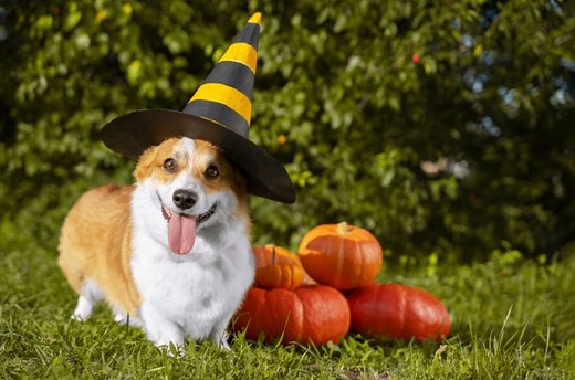These Halloween-Themed Dog Names Are Pawsitively Spooky